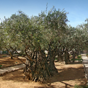 Étude biblique au temple