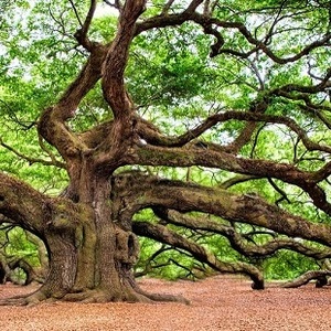 L’arbre de la connaissance du bon et du mauvais