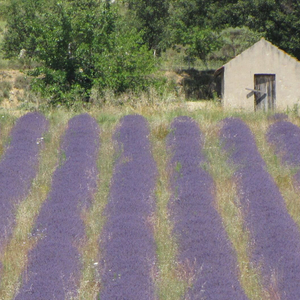 Nouvelles estivales d'AGAPÉ