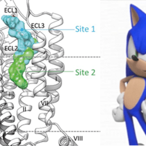 Sonic Hedgehog, du développement embryonnaire aux anticancéreux