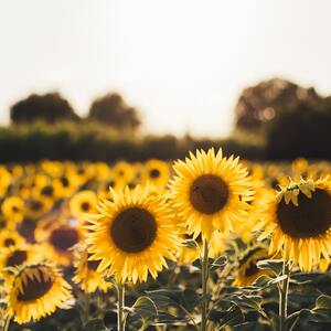 Synode national : Ecologie, quelle(s) conversion(s) ?