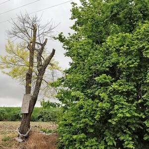 L’arbre du pardon