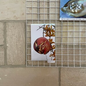 Expo photo "Le fruit"