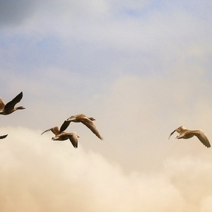 Chemins de foi : Sommes-nous des libres-croyants ?