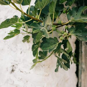 La patience du jardinier